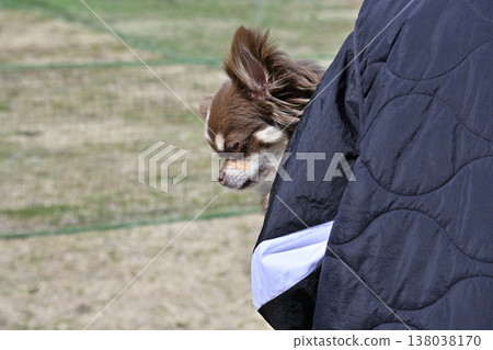 A chocolate tan Chihuahua finds comfort in being held by its owner. A chocolate tan Chihuahua finds comfort in being held by its owner. 138038170
