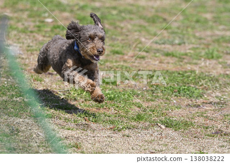 A Chihuahua-Poodle mix playing in a dog park. A Chihuahua-Poodle mix playing in a dog park. 138038222