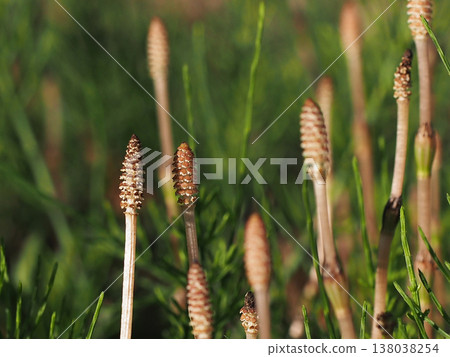 Horsetails with their sporangia spread (spore-bearing stems of field horsetail) Horsetails with their sporangia spread (spore-bearing stems of field horsetail) 138038254