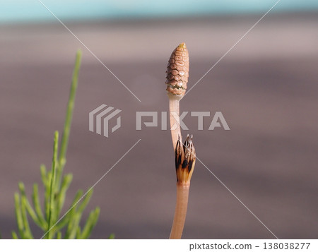 A close-up of a horsetail spike in which the sporangia are beginning to spread (a spore-bearing stem of field horsetail that has started to release spores). 138038277