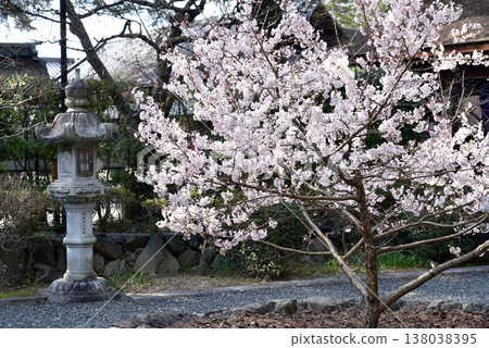 武部神社的古老櫻花樹 武部神社的古老櫻花樹 138038395