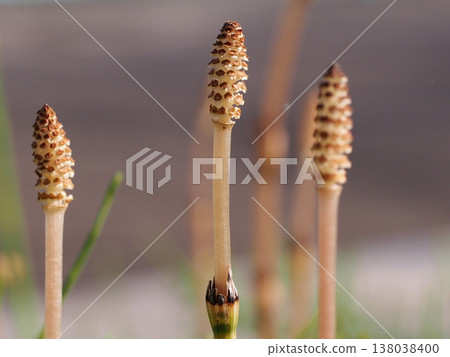Close-up of a horsetail spike with its sporangia spread (a spore-bearing stem of field horsetail that has finished releasing its spores). Close-up of a horsetail spike with its sporangia spread (a spore-bearing stem of field horsetail that has finished releasing its spores). 138038400