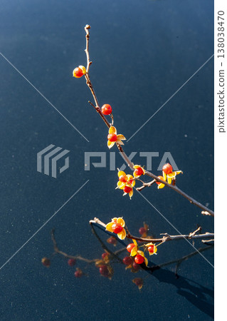 被加冠的魚的紅色果子 138038470