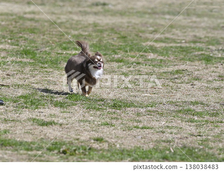 一隻巧克力棕色的吉娃娃在狗公園玩耍 138038483