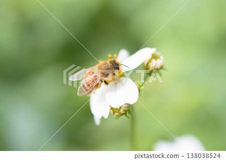 A bee visits a white flower. A bee visits a white flower. 138038524