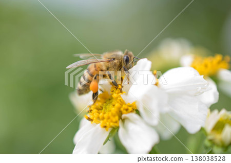 Five bees visited a white flower. Five bees visited a white flower. 138038528
