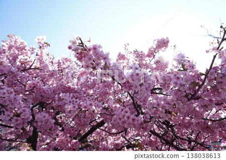 Kawazu cherry tree 10 Kawazu cherry tree 10 138038613