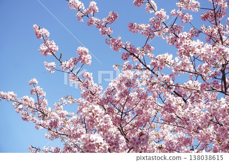 Kawazu cherry tree 13 Kawazu cherry tree 13 138038615