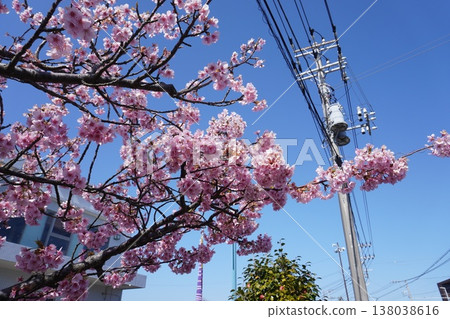 Kawazu cherry tree 12 Kawazu cherry tree 12 138038616