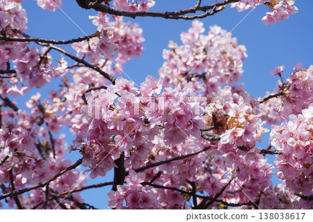 Kawazu cherry tree 11 Kawazu cherry tree 11 138038617