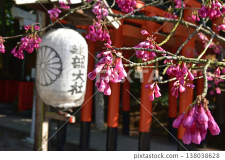 The red cherry blossoms at Takebe Shrine The red cherry blossoms at Takebe Shrine 138038628