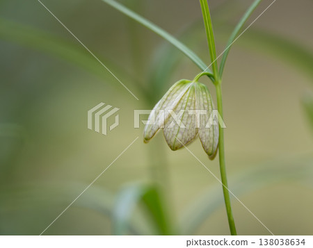 The bell-shaped, downward-facing flowers of the Fritillaria thunbergii. 138038634