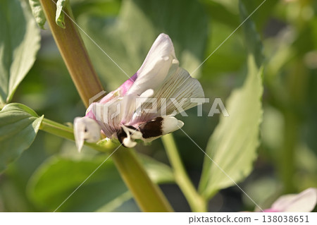 Close-up of broad bean flowers: Spring crops and flowering images Close-up of broad bean flowers: Spring crops and flowering images 138038651