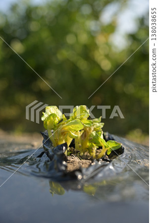 Potato sprouts grown using black mulch; young seedlings that have just germinated. 138038655
