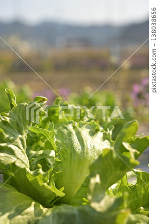 lettuce lettuce 138038656