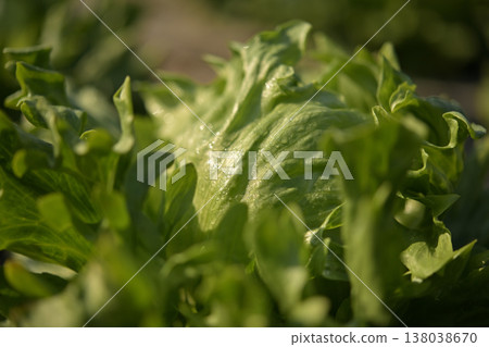 生菜 生菜 138038670