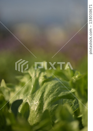 清晨露水覆蓋的新鮮生菜葉片特寫。有機蔬菜圖片。 清晨露水覆蓋的新鮮生菜葉片特寫。有機蔬菜圖片。 138038671