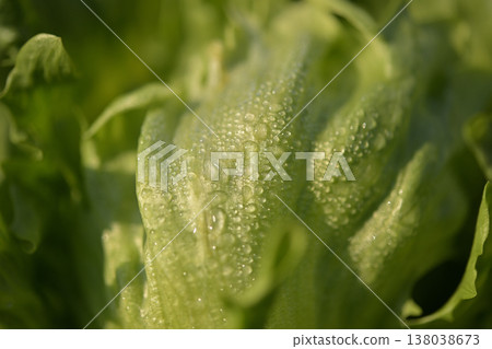 Close-up of fresh lettuce leaves covered in morning dew. Organic vegetable image. Close-up of fresh lettuce leaves covered in morning dew. Organic vegetable image. 138038673