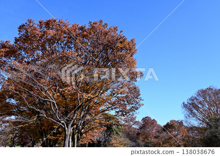 Fall landscape Fall landscape 138038676