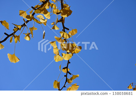 Fall landscape 138038681