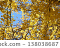 Fall landscape 138038687