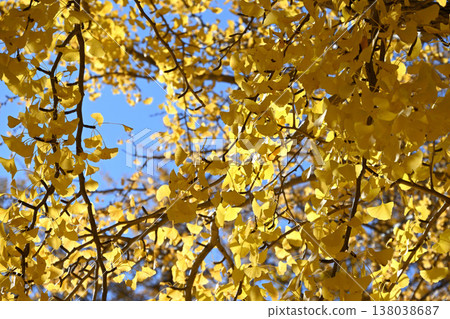 Fall landscape Fall landscape 138038687