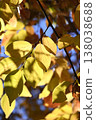 Fall landscape 138038688