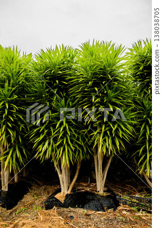 Lots of Dracaena, a houseplant said to bring good luck. Lots of Dracaena, a houseplant said to bring good luck. 138038705