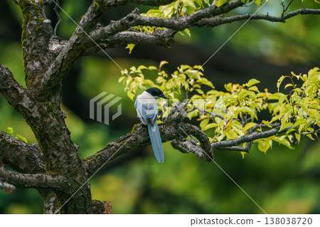 A long-tailed tit perched on a tree branch - a beautiful wild bird in nature A long-tailed tit perched on a tree branch - a beautiful wild bird in nature 138038720