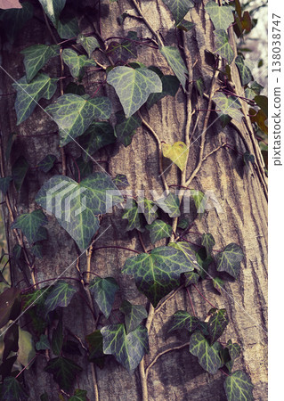 A vine that wraps around a tree trunk A vine that wraps around a tree trunk 138038747