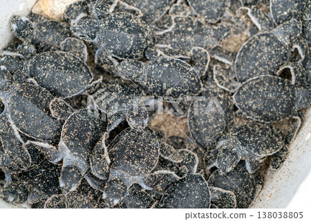 小笠原出生的綠海龜 138038805