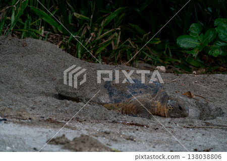 綠海龜在小笠原群島產卵。 138038806