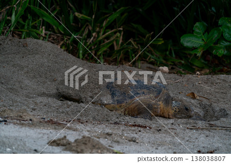 Green sea turtles laying eggs in the Ogasawara Islands. Green sea turtles laying eggs in the Ogasawara Islands. 138038807