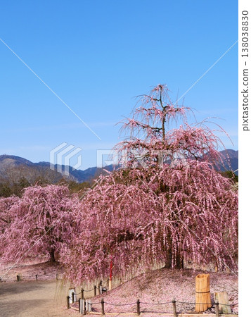 春日花園景色,垂枝梅花盛開。 春日花園景色,垂枝梅花盛開。 138038830