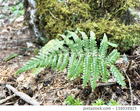 colorful fern plant colorful fern plant 138038925