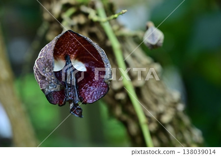 薩爾瓦多馬兜鈴（Aristolochia salvadorensis，馬兜鈴科）常綠灌木 138039014