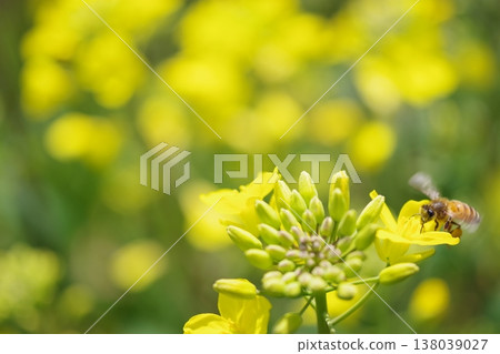 Bee harvesing to rape blossoms Bee harvesing to rape blossoms 138039027