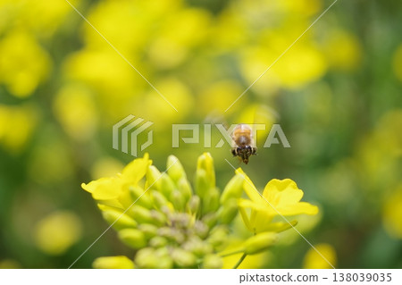 Bee harvesing to rape blossoms 138039035