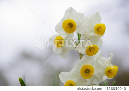 Daffodil white flowers 138039040