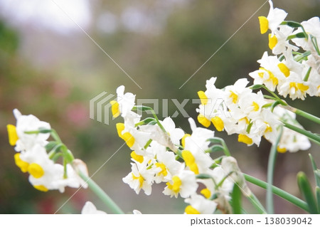 White daffodils 138039042