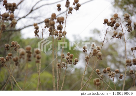 Furong's fruit 138039069