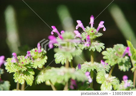 The flowers of the Lamium amplexicaule are in bloom. The flowers of the Lamium amplexicaule are in bloom. 138039097