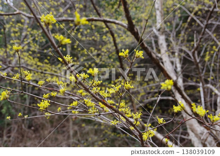 Flower telling the spring Flower telling the spring 138039109