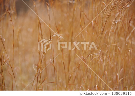 Field of winter Field of winter 138039115