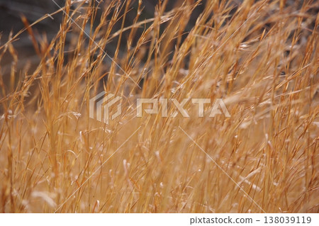 Field of winter Field of winter 138039119