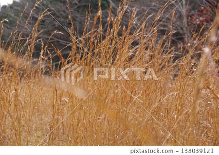 Field of winter Field of winter 138039121