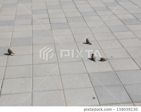 Sparrow 02 Sparrow 02 138039130