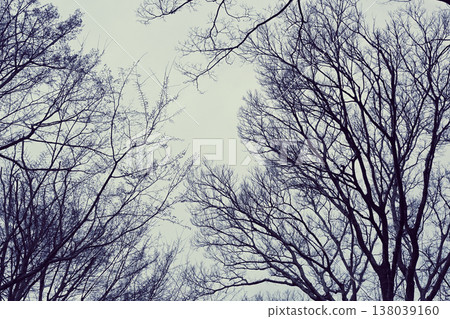 Winter forest of winter Winter forest of winter 138039160