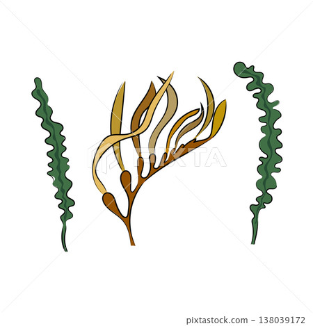 Seaweed and marine plants collection, flat vector illustration isolated on white background. Hand drawn, scribble. Seaweed and marine plants collection, flat vector illustration isolated on white background. Hand drawn, scribble. 138039172