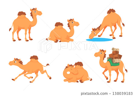 Camels. Arabian cartoon animals camel as in different poses exact vector illustration characters template Camels. Arabian cartoon animals camel as in different poses exact vector illustration characters template 138039183